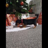 Dachshund (Standard &amp; Miniature) - Both