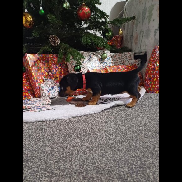 Dachshund (Standard &amp; Miniature) - Both