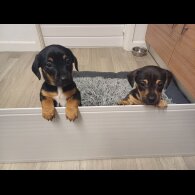 Dachshund (Standard &amp; Miniature) - Both