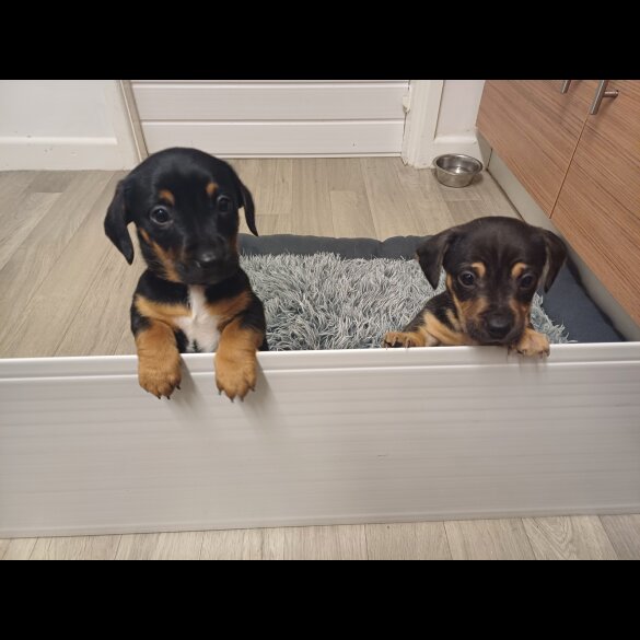 Dachshund (Standard &amp; Miniature) - Both