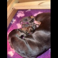 Dachshund (Standard &amp; Miniature) - Bitches