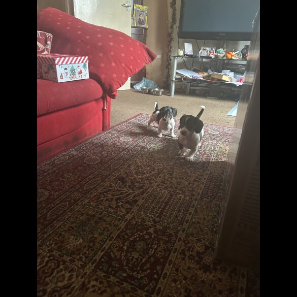 Dachshund (Standard &amp; Miniature) - Both