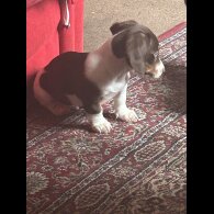 Dachshund (Standard &amp; Miniature) - Both