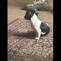 Dachshund (Standard &amp; Miniature) - Both