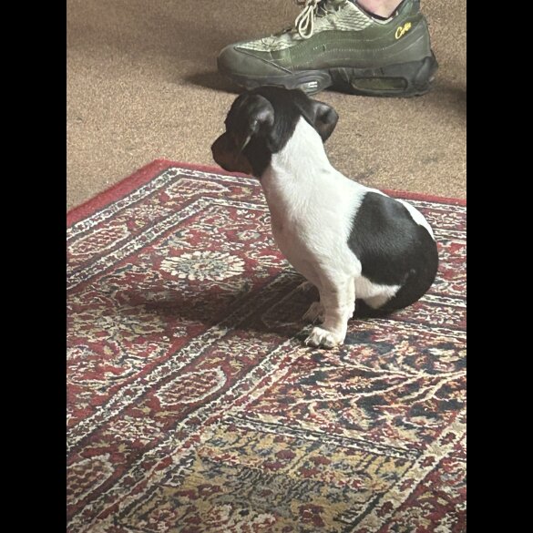 Dachshund (Standard &amp; Miniature) - Both
