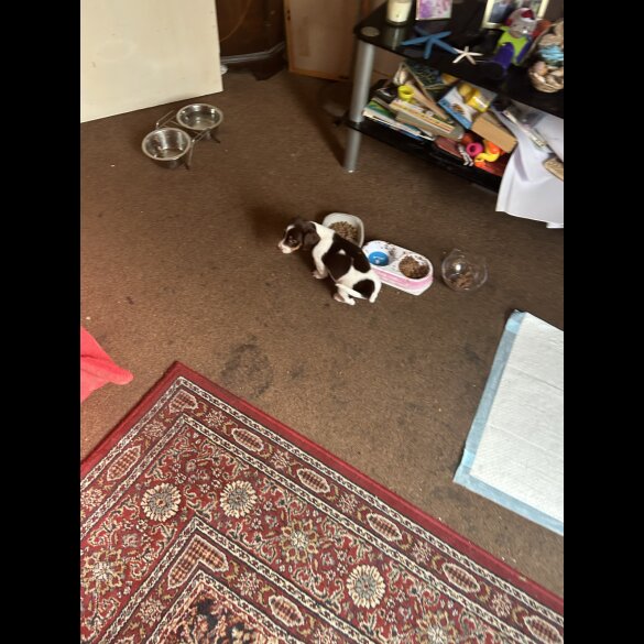 Dachshund (Standard &amp; Miniature) - Both