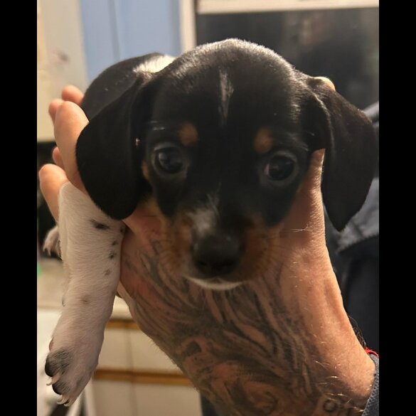 Dachshund (Standard &amp; Miniature) - Both
