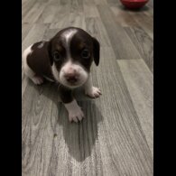 Dachshund (Standard &amp; Miniature) - Both