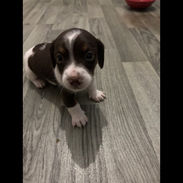 Dachshund (Standard &amp; Miniature) - Both