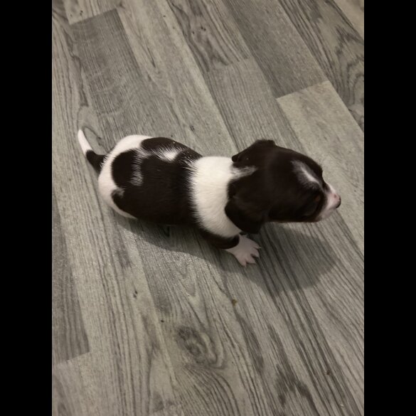Dachshund (Standard &amp; Miniature) - Both