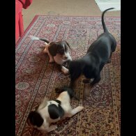 Dachshund (Standard &amp; Miniature) - Both