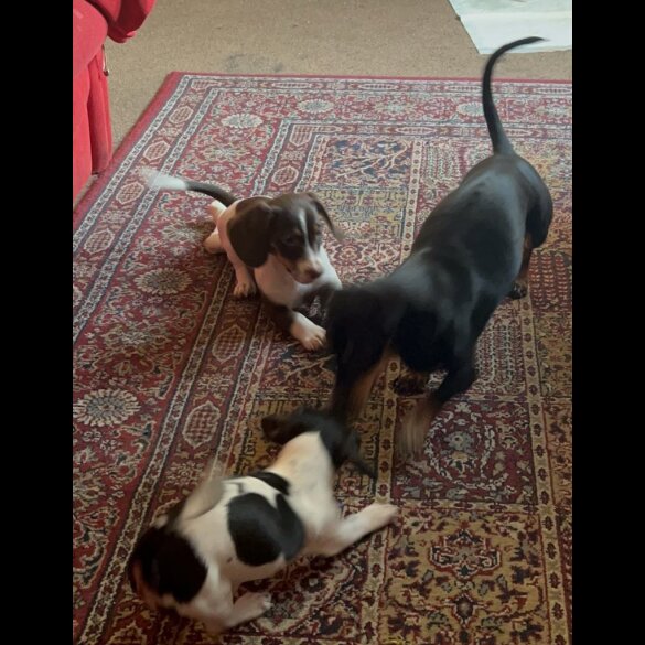 Dachshund (Standard &amp; Miniature) - Both