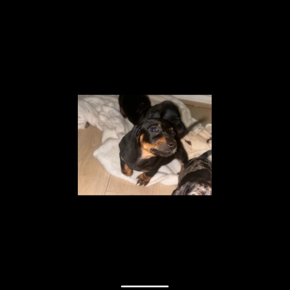 Dachshund (Standard &amp; Miniature) - Both