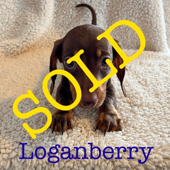Dachshund (Standard &amp; Miniature) - Both