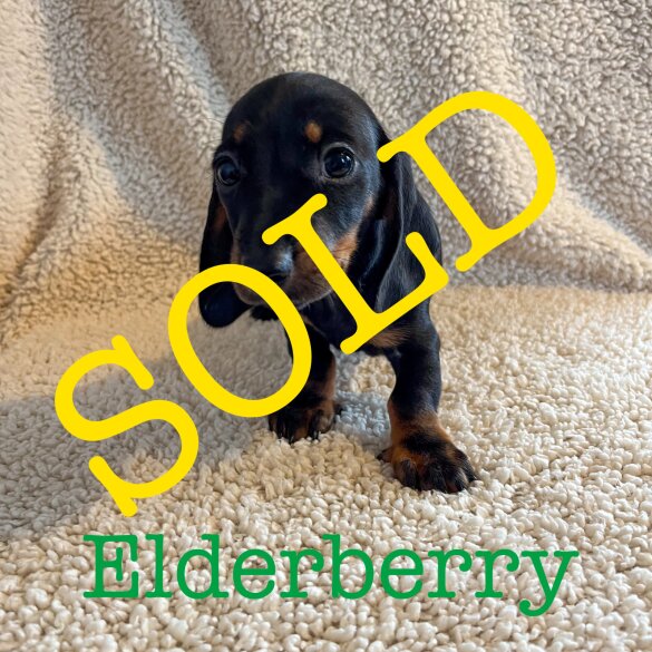 Dachshund (Standard &amp; Miniature) - Both