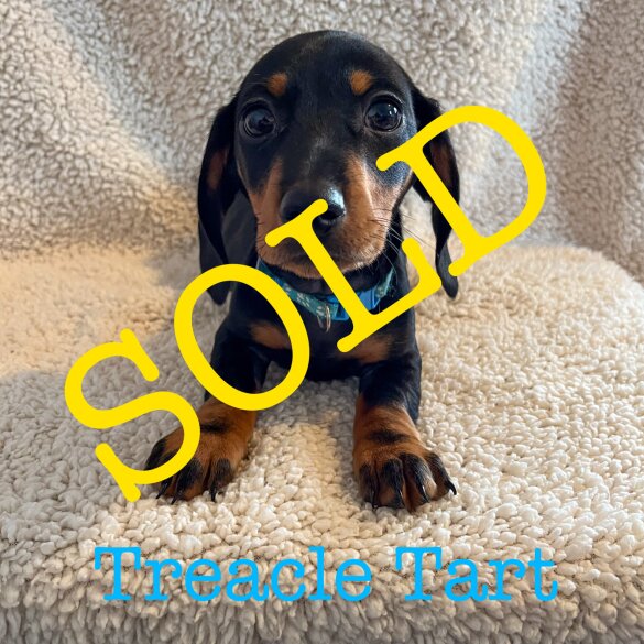 Dachshund (Standard &amp; Miniature) - Both