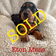 Dachshund (Standard &amp; Miniature) - Both