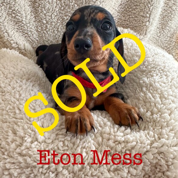 Dachshund (Standard &amp; Miniature) - Both
