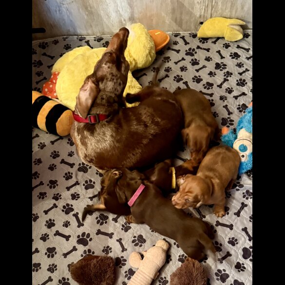 Dachshund (Standard &amp; Miniature) - Both
