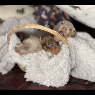 Dachshund (Standard &amp; Miniature) - Bitches