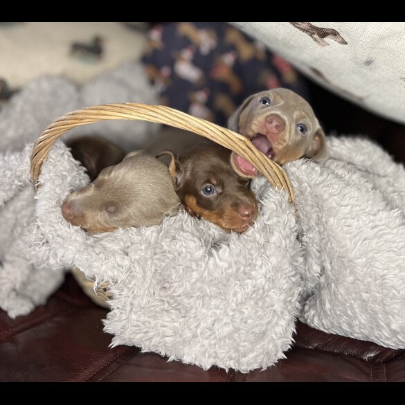 Dachshund (Standard &amp; Miniature) - Bitches