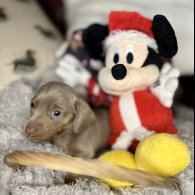 Dachshund (Standard &amp; Miniature) - Bitches