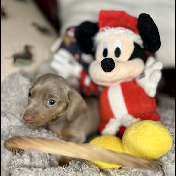 Dachshund (Standard &amp; Miniature) - Bitches