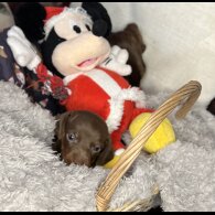 Dachshund (Standard &amp; Miniature) - Bitches