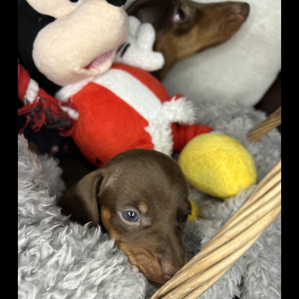 Dachshund (Standard &amp; Miniature) - Bitches