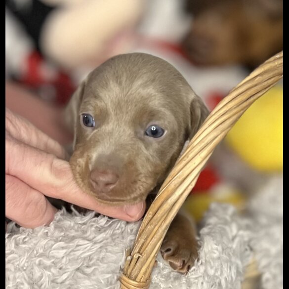 Dachshund (Standard &amp; Miniature) - Bitches