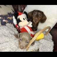 Dachshund (Standard &amp; Miniature) - Bitches