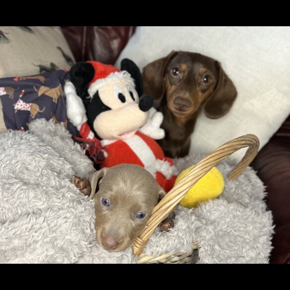 Dachshund (Standard &amp; Miniature) - Bitches