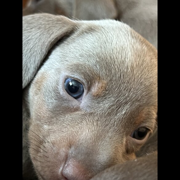 Dachshund (Standard &amp; Miniature) - Bitches