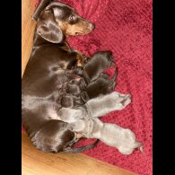 Dachshund (Standard &amp; Miniature) - Bitches