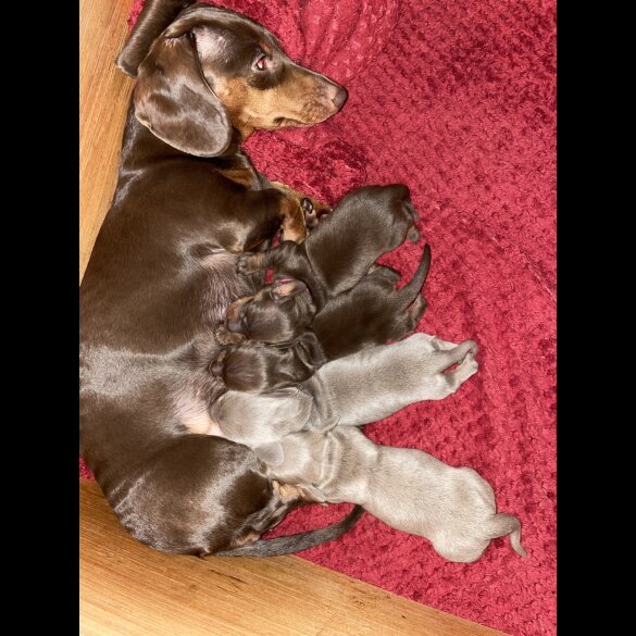 Dachshund (Standard &amp; Miniature) - Bitches
