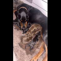 Doberman - Both