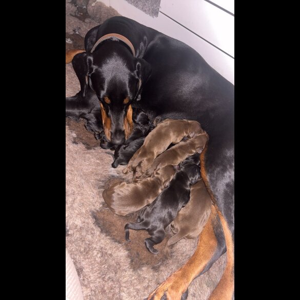 Doberman - Both