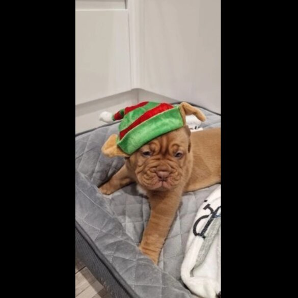 Dogue De Bordeaux - Both