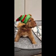 Dogue De Bordeaux - Both
