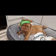 Dogue De Bordeaux - Both