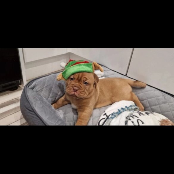 Dogue De Bordeaux - Both