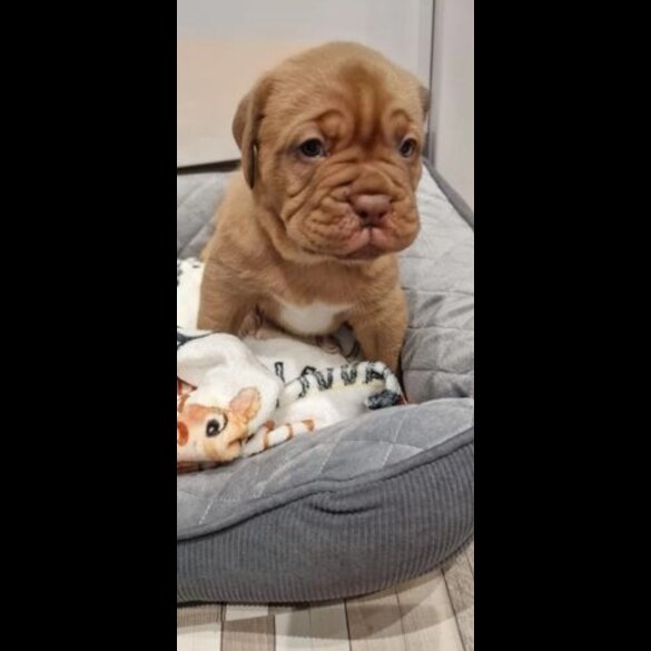 Dogue De Bordeaux - Both