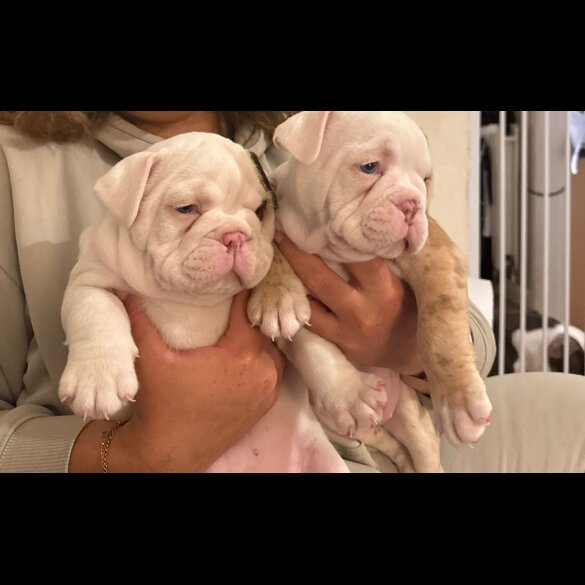 Dorset Olde Tyme Bulldogge - Both