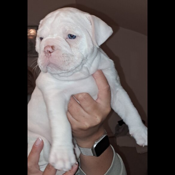 Dorset Olde Tyme Bulldogge - Both
