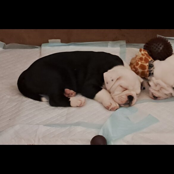 Dorset Olde Tyme Bulldogge - Both