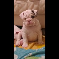 Dorset Olde Tyme Bulldogge - Both
