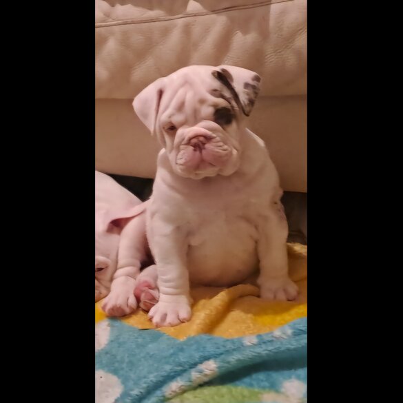 Dorset Olde Tyme Bulldogge - Both