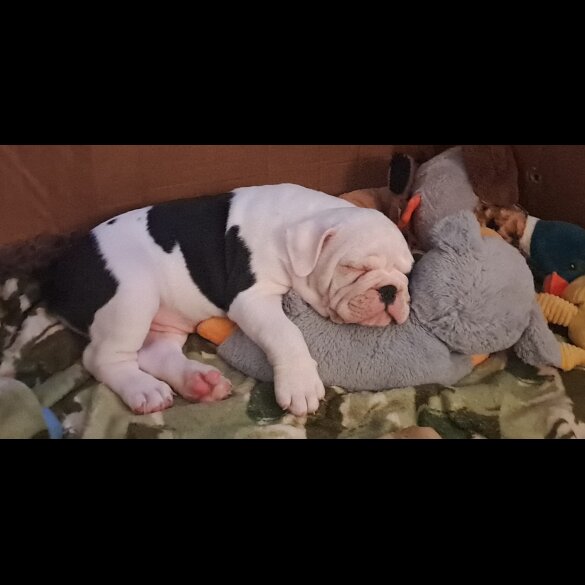 Dorset Olde Tyme Bulldogge - Both