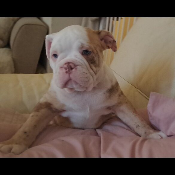 Dorset Olde Tyme Bulldogge - Both
