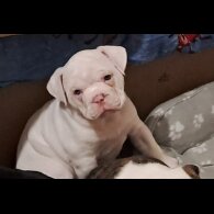 Dorset Olde Tyme Bulldogge - Both